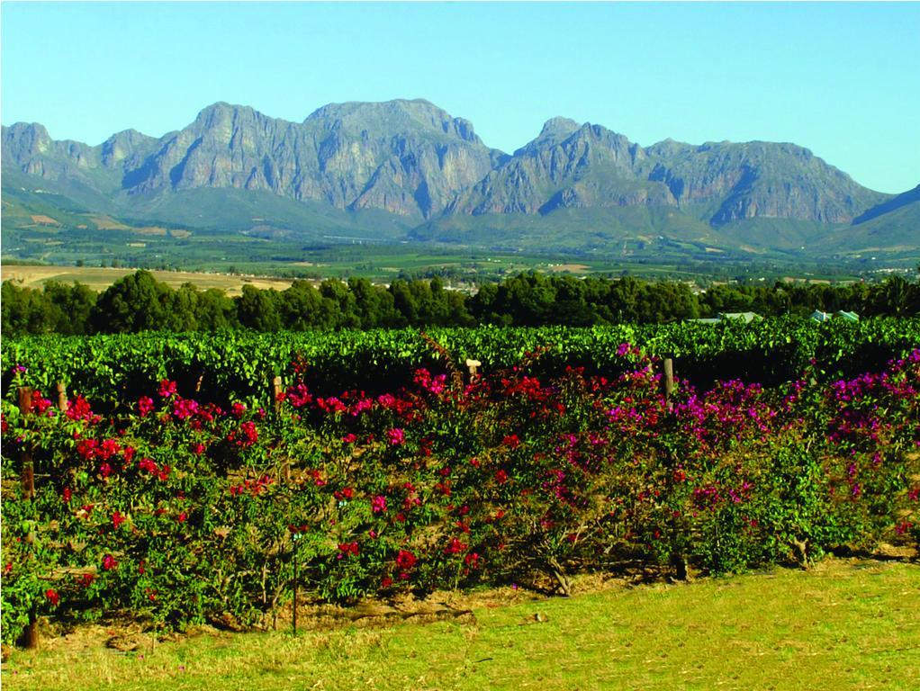 Cana Vineyard Guesthouse Paarl Exterior photo
